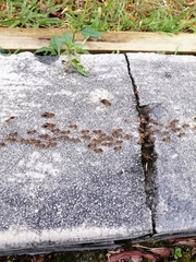 Macrotermes carbonarius