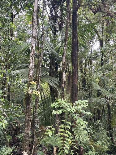 Ravenea moorei, photo 19