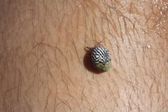 Nerita fulgurans