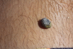 Nerita fulgurans
