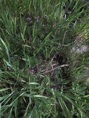 Calandrinia menziesii