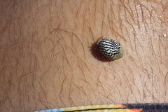 Nerita fulgurans