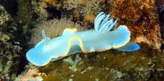 Ardeadoris egretta