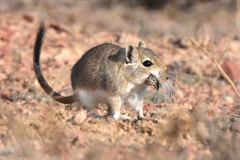 Libyan Jird photo 2