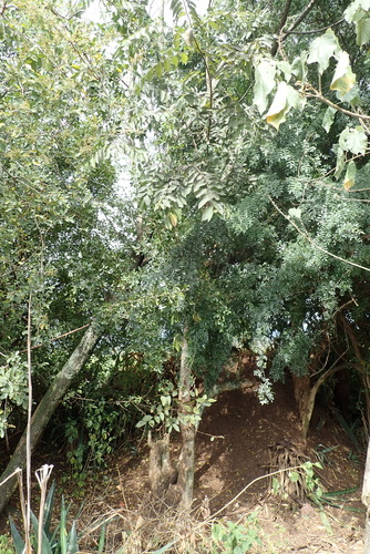 Grewia trichocarpa