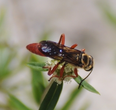Sphex jamaicensis
