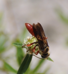 Sphex jamaicensis