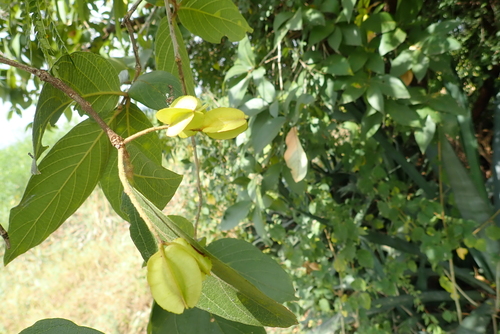 Velvet Bushwillow