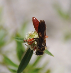 Sphex jamaicensis