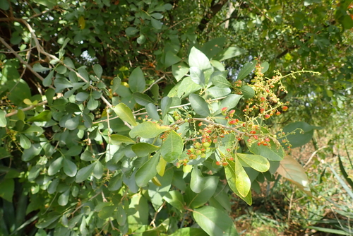 Searsia crenulata