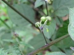 Solanum opacum