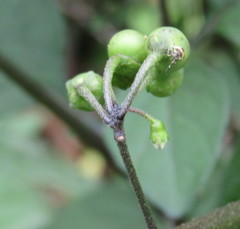 Solanum opacum
