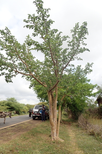 Leafy Sycamore Fig