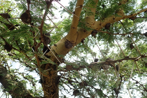 Vachellia seyal fistula