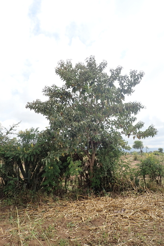 East African Cordia