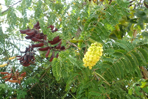 Mysore Thorn
