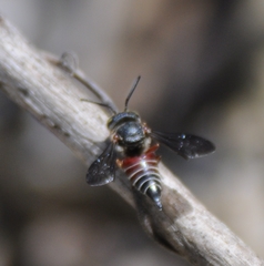 Coelioxys slossoni