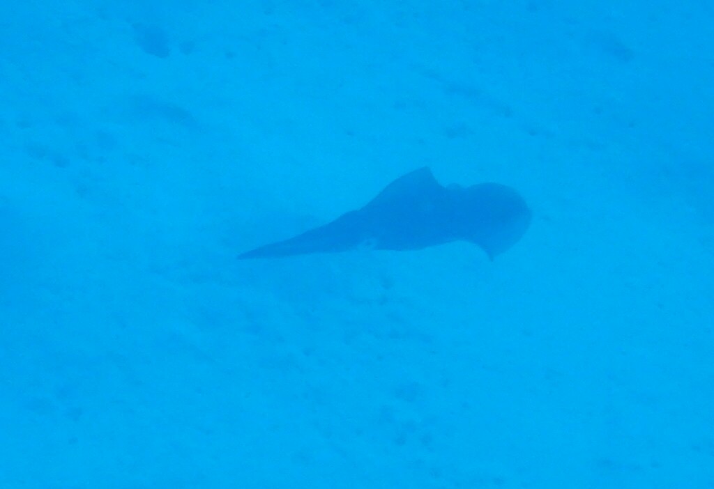 Bigfin reef squid