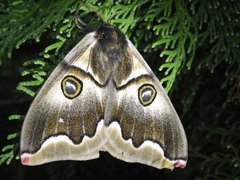 Polythysana cinerascens