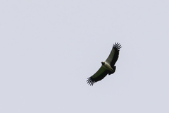 Sarcoramphus papa image