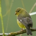 Neotropical Lesser Goldfinch - Photo (c) cjmatheson, some rights reserved (CC BY-NC)