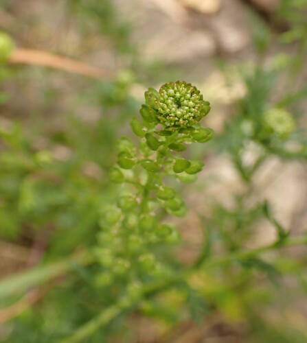 Image of Lepidium bipinnatifidum by (c) agujaceratops, some rights reserved (CC BY)