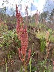 Rumex hastatulus