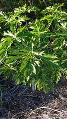 Carica papaya image