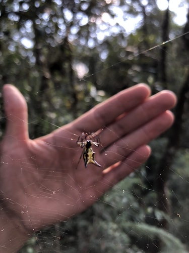 Micrathena reali