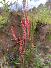 Rumex hastatulus