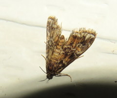 Elophila responsalis