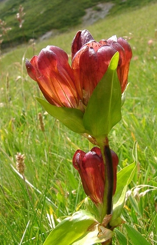 Purple gentian (Gentiana purpurea)