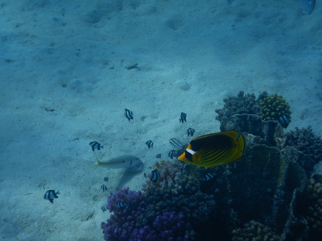 Diagonal butterflyfish