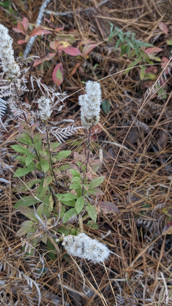 Solidago puberula pulverulenta from Trenton, NC 28585, USA on November ...