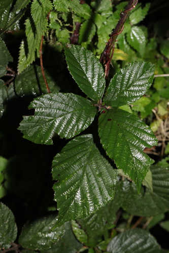 Image of Rubus subtercanens by no rights reserved
