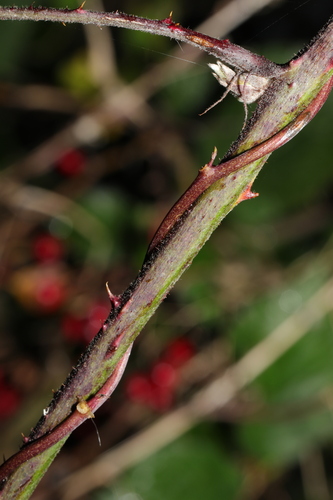 Image of Rubus subtercanens by no rights reserved