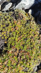 Veronica pulvinaris