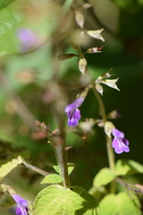 Salvia carnea