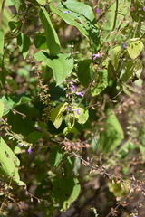 Salvia carnea