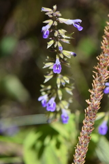 Salvia carnea