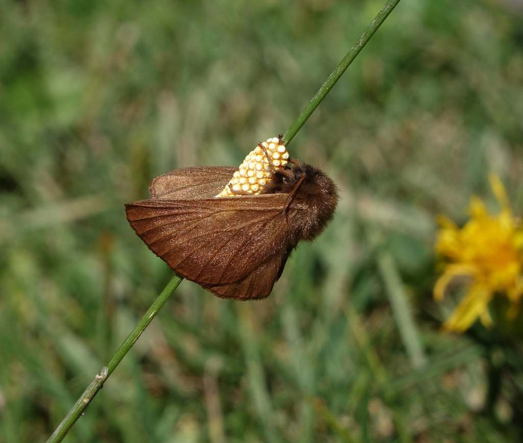 Malacosoma franconica