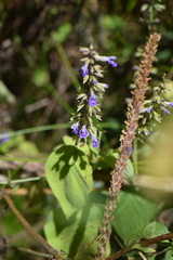 Salvia carnea