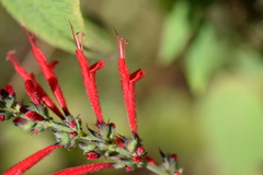Salvia cinnabarina