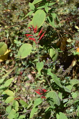 Salvia cinnabarina