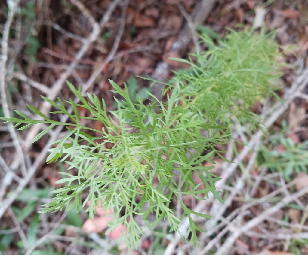 Coastal Dog Fennel from Cayce, SC 29033, USA on November 15, 2023 at 11