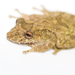 Boulenger's Snouted Tree Frog - Photo (c) Brian Gratwicke, some rights reserved (CC BY)
