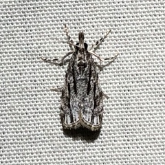 Eudonia strigalis
