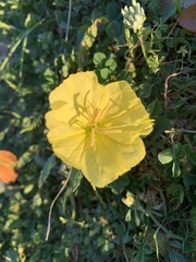 Oenothera macrocarpa