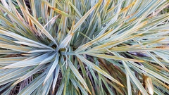 Aciphylla colensoi
