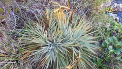 Aciphylla colensoi